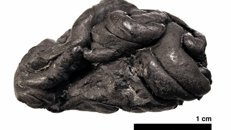 Датские учёные воссоздали древнюю женщину по куску берёзовой смолы