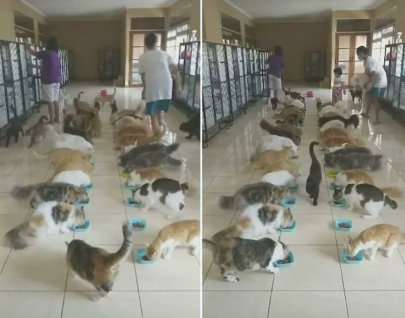 Коллективная трапеза кошек, спасённых на Бали