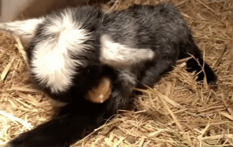 Нашла же себе козла