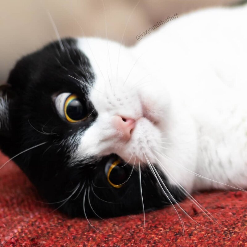Познакомьтесь с Иззи, самой выразительной кошкой в ​​мире