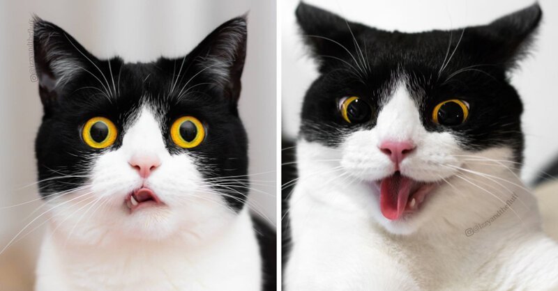 Познакомьтесь с Иззи, самой выразительной кошкой в ​​мире