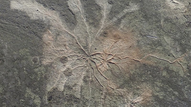 Ученые нашли древнейший ископаемый лес на планете