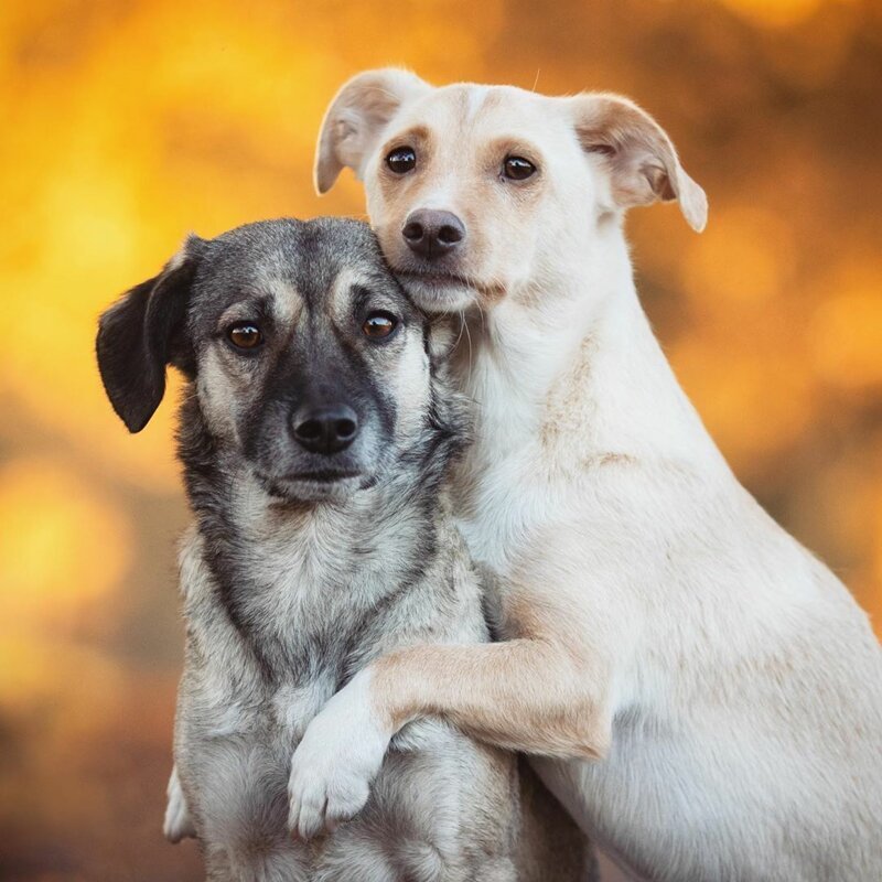 Трогательные обнимашки собак во время фотосессии
