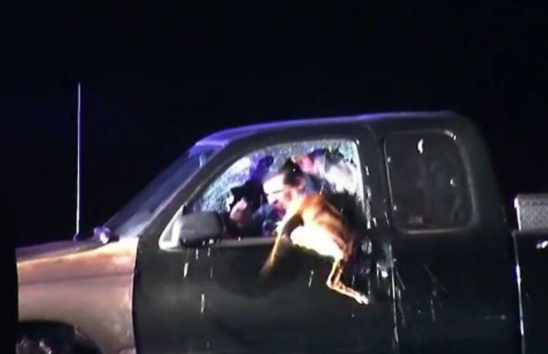 Собака прыгнула через окно автомобиля, чтобы помочь поймать преступника