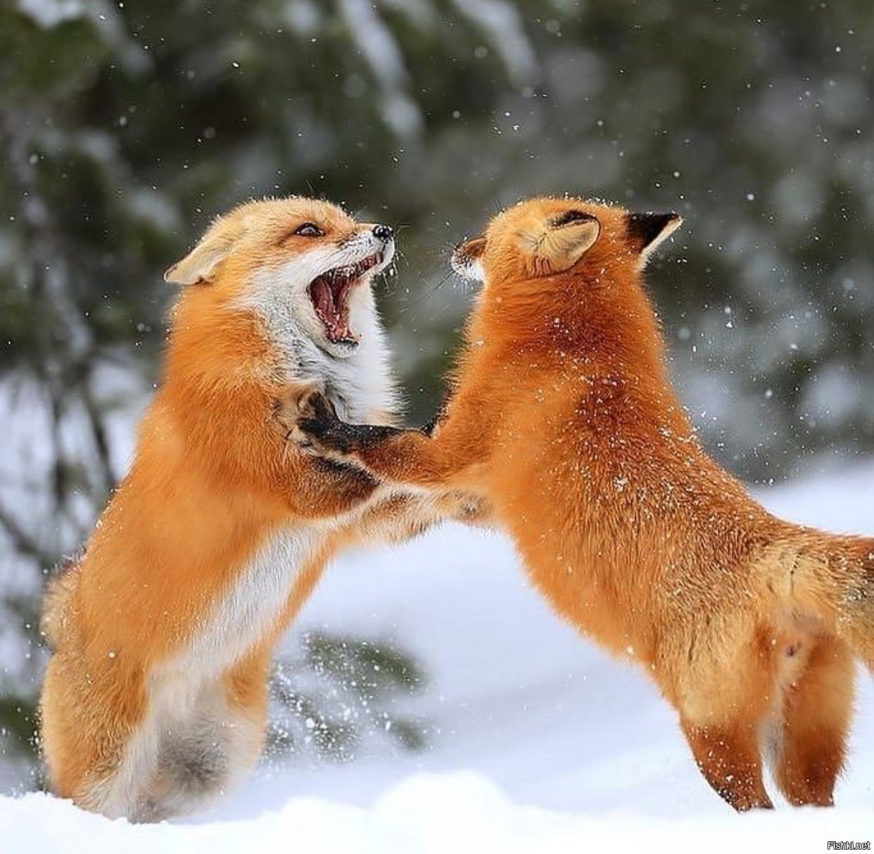 Fox love. Лисы дерутся. Брачный танец Лис. Лисята играются. Лисьи пляски.