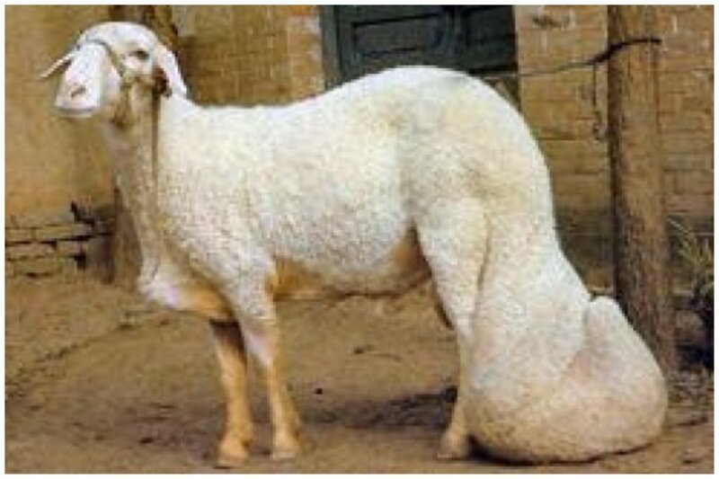 Овца жирнохвостой породы с огромным курдюком