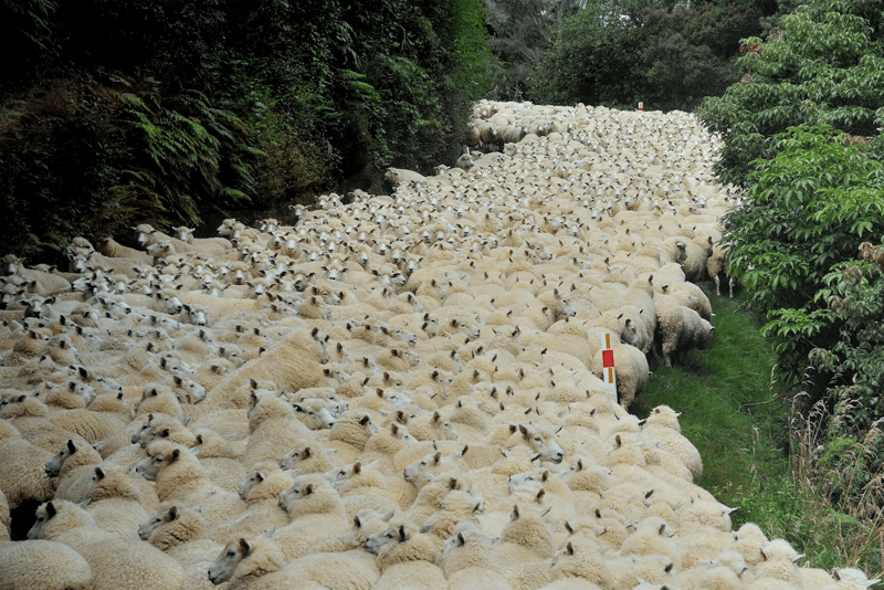Реки овечек похожи на поля с одуванчиками, которые распустили семена