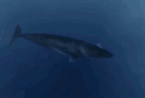 Гигантская акула (Мегалодон, C. megalodon)