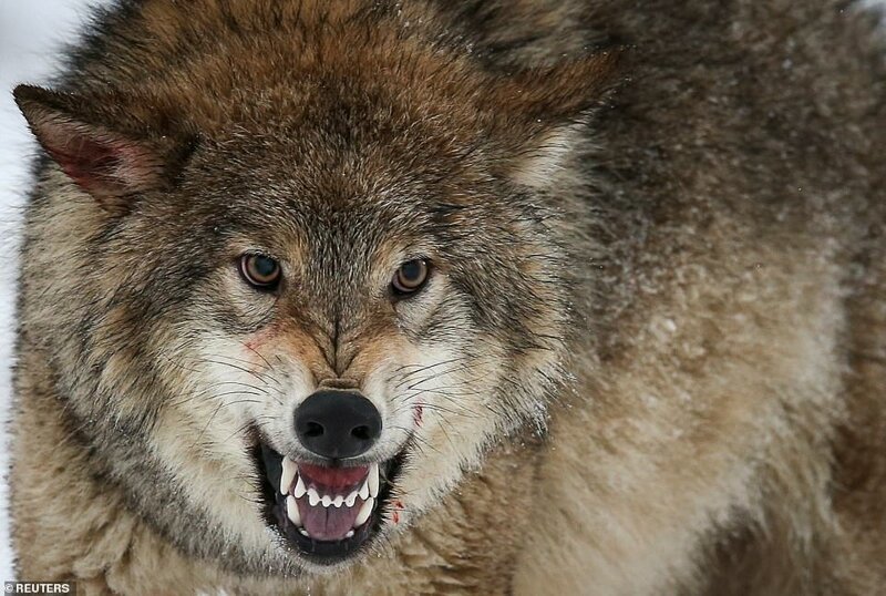 Популяции волков строго охраняются в Европе, однако в Казахстане волчат нередко покупают и используют для охраны собственности