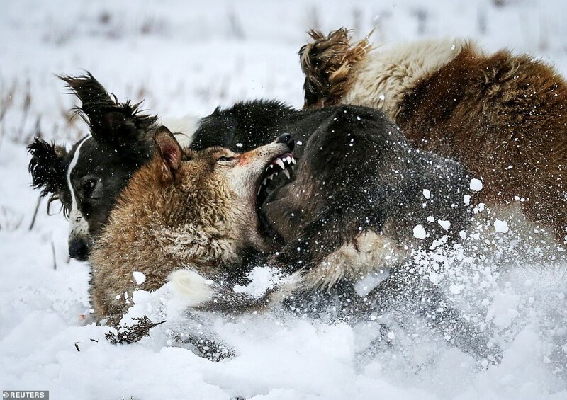 На фотографиях волк защищается от охотничьих собак во время состязания в Казахстане
