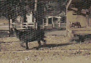 Гифки разные