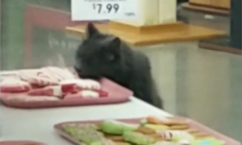 Наглая кошка был поймана на дегустации еды  в магазине