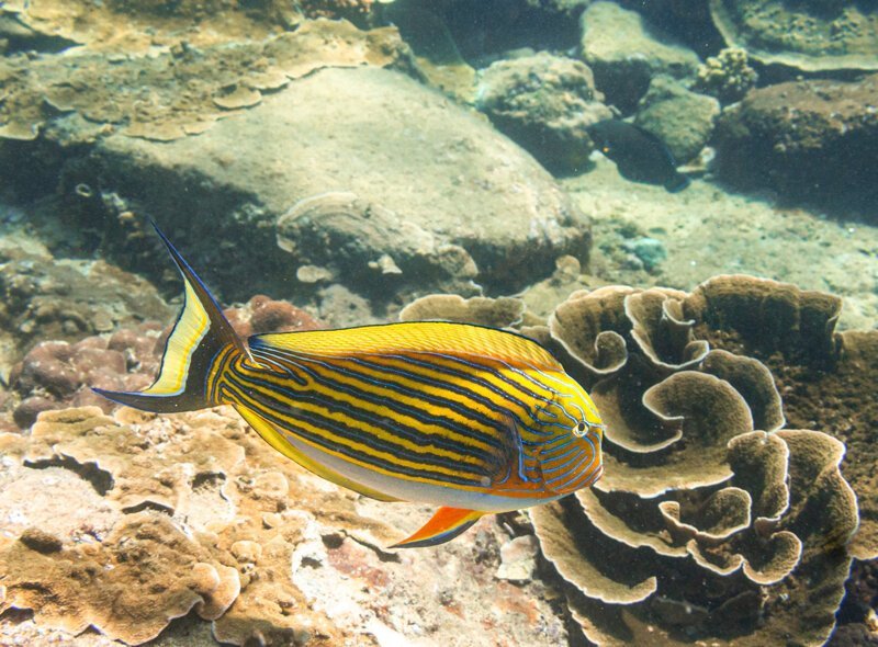 Еще одна красивая рыбка из семейства хирургов — Striped surgeonfish