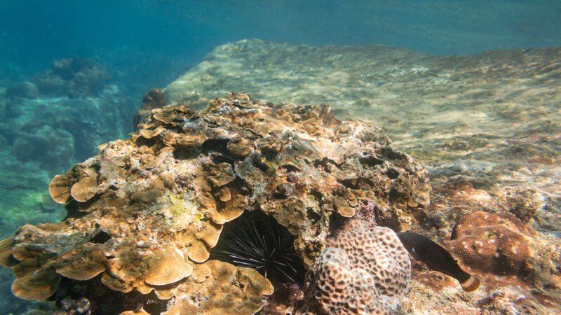 Подводный мир Таиланда. Остров Пхукет