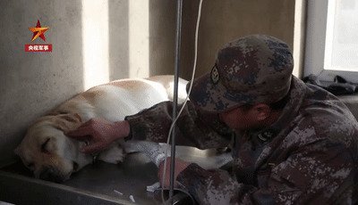 Солдат расплакался, прощаясь со своей неизлечимо больной собакой