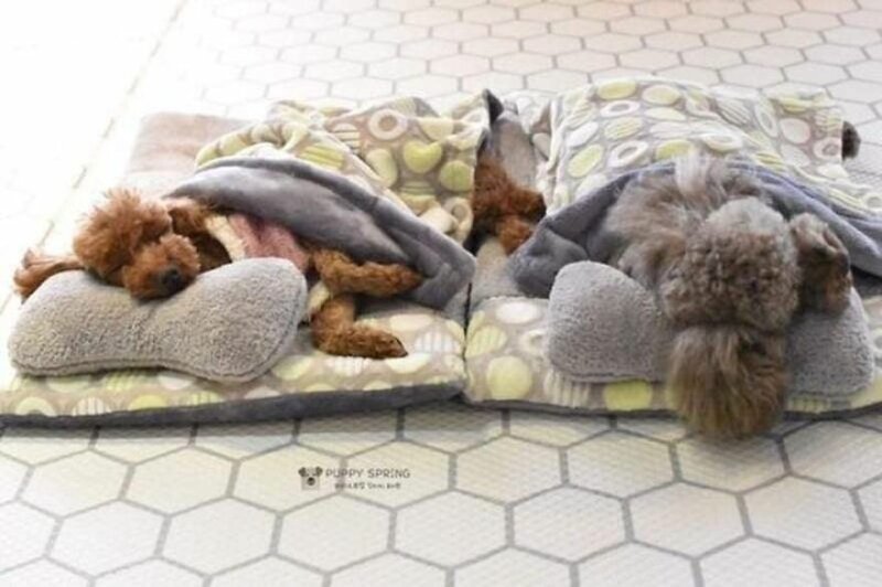 Фотографии спящих щенков из специального детского сада для собак