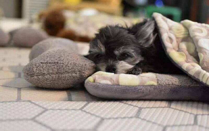 Фотографии спящих щенков из специального детского сада для собак