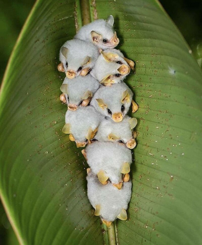 Самые умильные мышки в мире