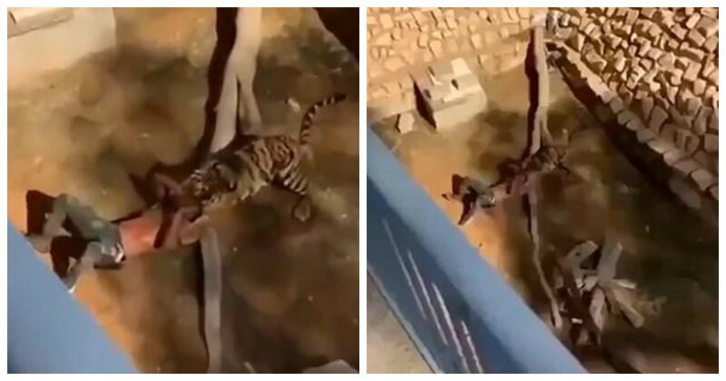 Мужчина упал в вольер к бенгальской тигрице в зоопарке Эр-Рияда, Саудовская Аравия