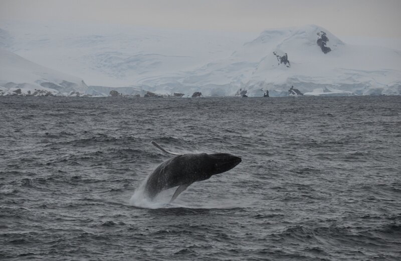 Антарктида. Танец одного кита