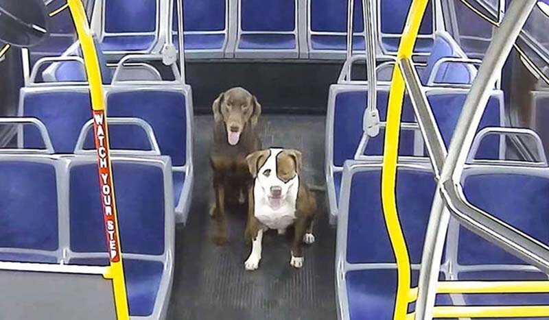 Недавно пользователи Сети в полной мере похвалили водителя автобуса, которая сделала остановку только ради того, чтобы выручить двух собак, беспризорно бегавших по улице
