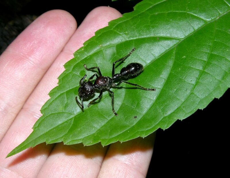  И муравей-пуля (или Paraponera clavata)