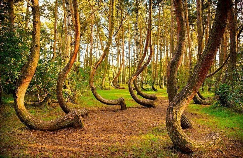Танцующий лес - Грыфино, Польша