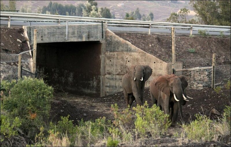 Подземный переход для слонов в Кении