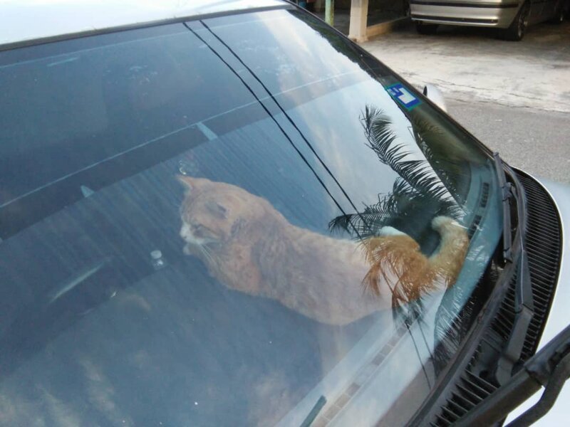 В Азии котик включил аварийку, чтобы позвать на помощь