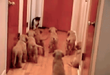 Гифки разные