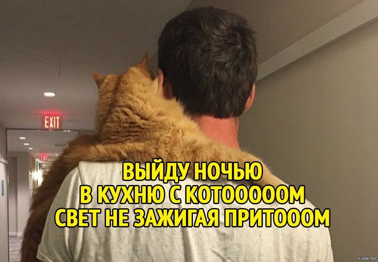 Выйду ночью с котом. Цитаты со словом еда. Выйду я на кухню с котом. Только мы с котом на кухню идем. Выйду ночью с котом.