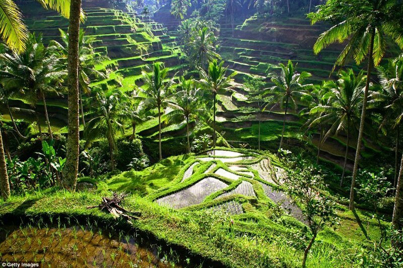 Рисовые террасы в регионе Убуд на Бали, Индонезия.