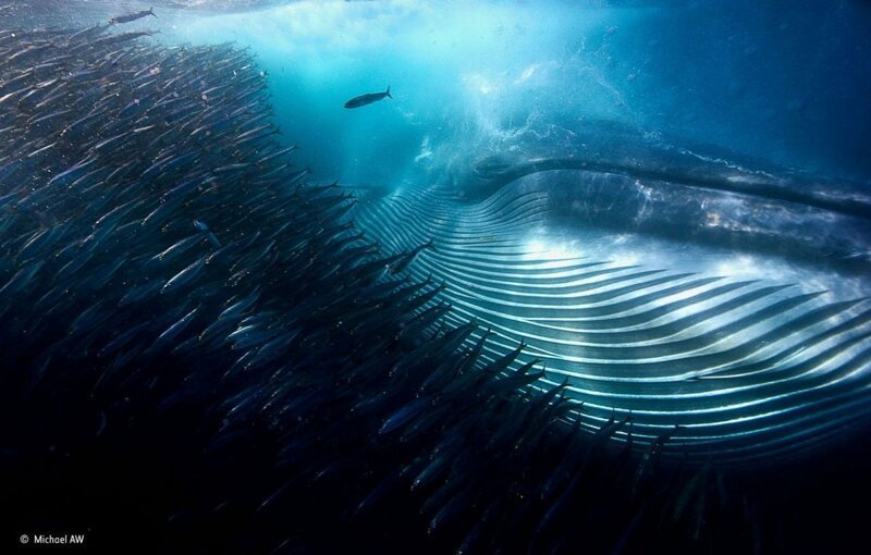 Как киты могут незаметно подкрадываться к косякам рыбы