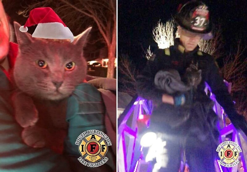Пожарная команда спасает кота и его владельца с дерева