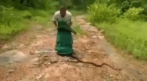 Кто любит змеек