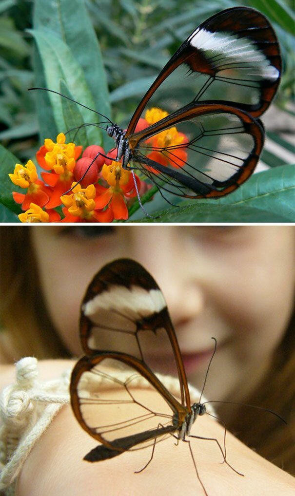 Бабочка со стеклянными крыльями