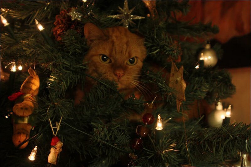 А вы поставили елку для кота?
