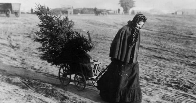 Женщина везет елку с рождественского базара, 1895 год