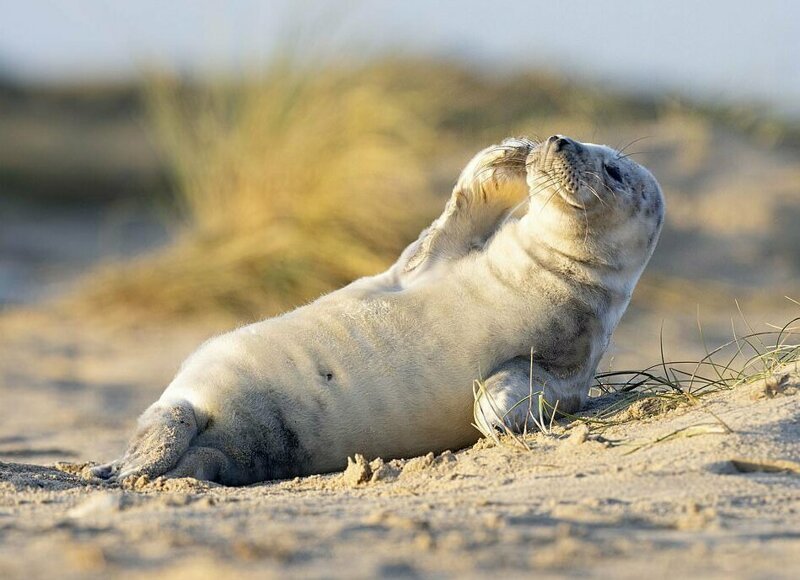 Самый обаятельный тюлененок живет в Норфолке