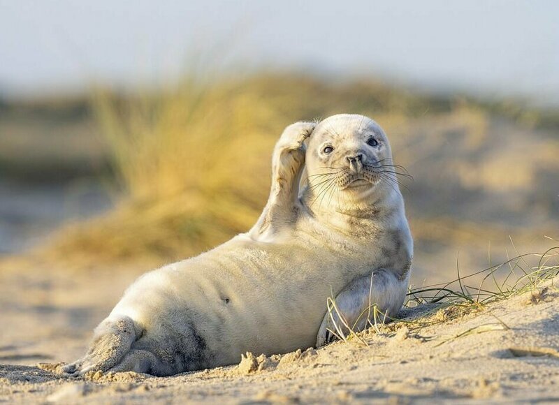 Самый обаятельный тюлененок живет в Норфолке