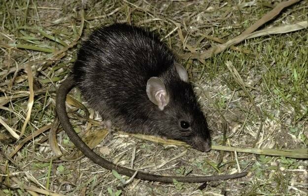 Черная крыса и интересные факты о ней