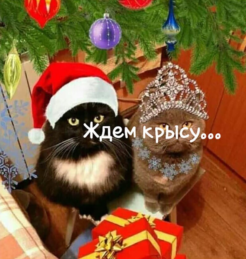 Новогодние коты