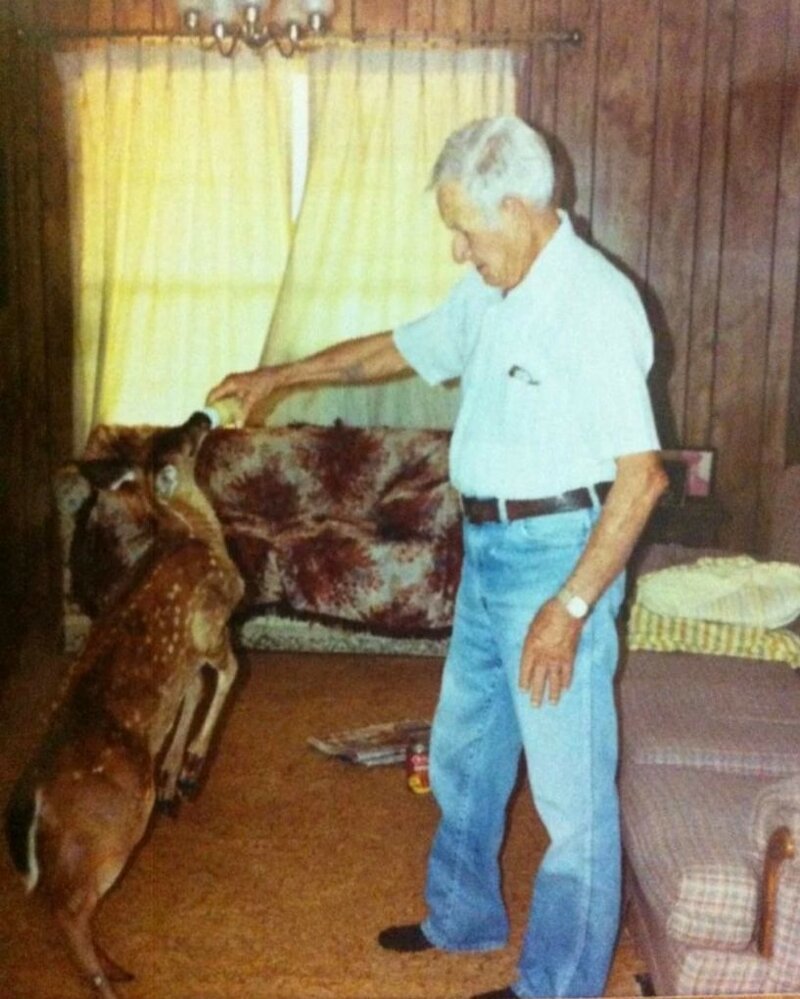 16. «Мой дедушка был исключительным человеком. У него был домашний олень»