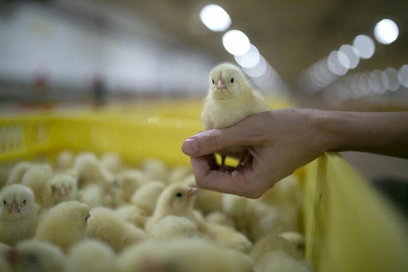 Эти фотографии с ферм могут склонить вас к вегетарианству