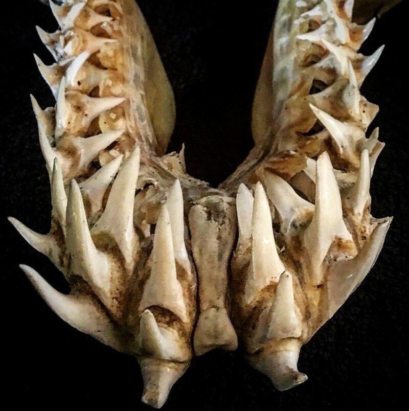 Зубы акулы мако