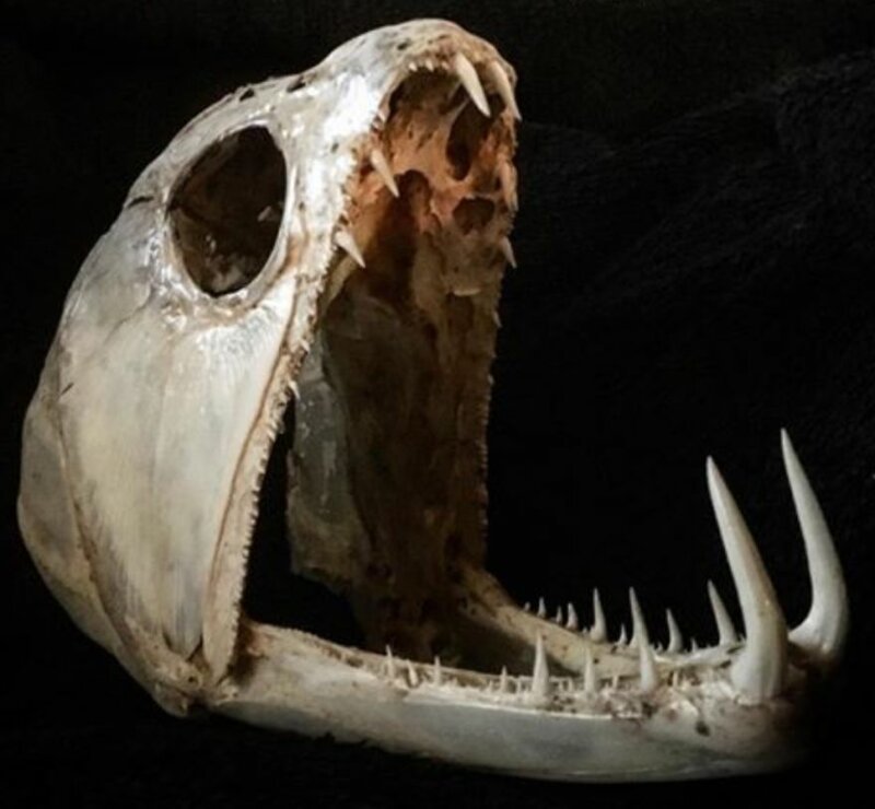Зубы паяры (рыбы-вампира) достигают 5 сантиметров в длину