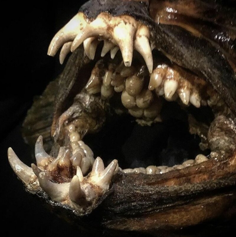 Зубы рыбы-волка