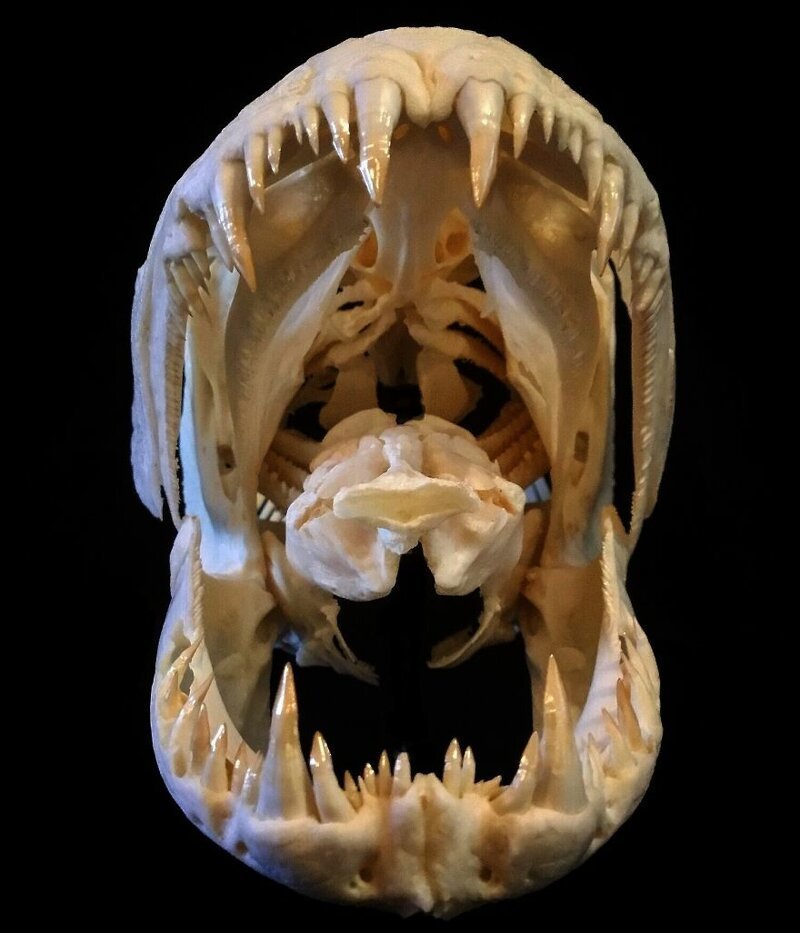 Череп аймары - амазонской рыбы-волка