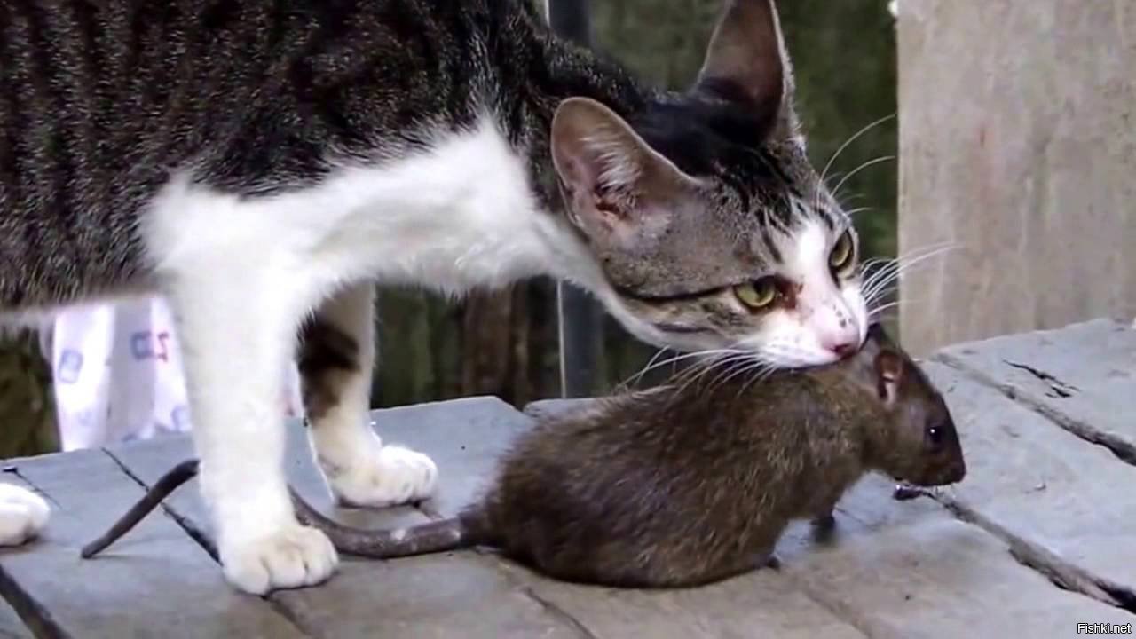 Кошки едят хозяев. Кот поймал крысу. Кот с пойманной мышью. Кот поймал мышку. Кот ловит крысу.