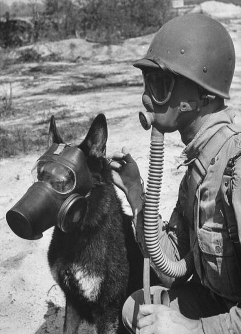 Солдат и немецкая овчарка в противогазах для маневров в условиях химической войны